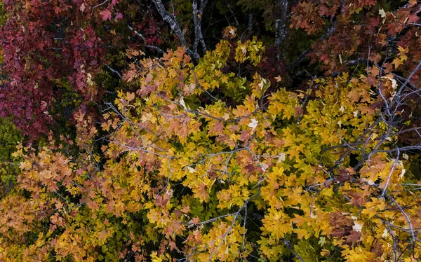 Autumn Leaves Forest — Stock Photo, Image