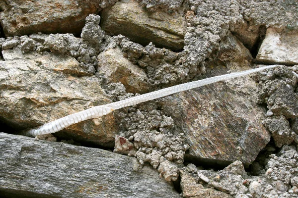 Shedded Snake Skin Which Left Stone Wall — Stock Photo, Image
