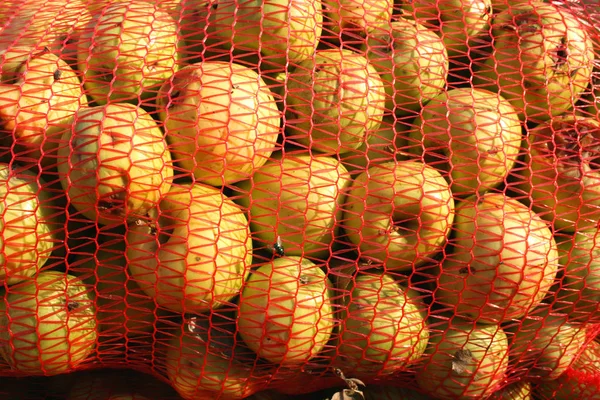 Frutta Fresca Mele Giardino Maglia Jack Raccolta Autunnale — Foto Stock