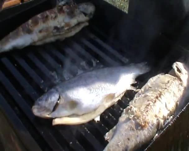 Verse Forel Vis Hete Grill — Stockvideo