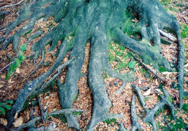 Roten Trädet Skogen Root Curve Klassisk Konst Natur — Stockfoto