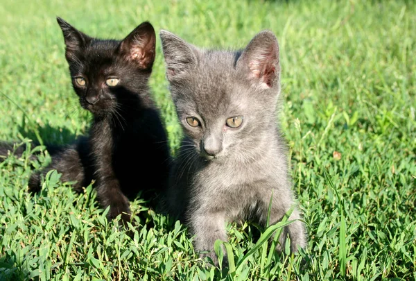 Schattige Kleine Katten Spelen Het Gras — Stockfoto