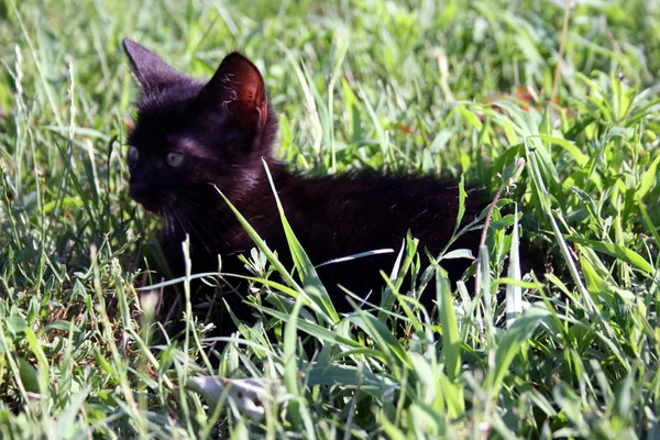 Schattige Kleine Katten Spelen Het Gras — Stockfoto