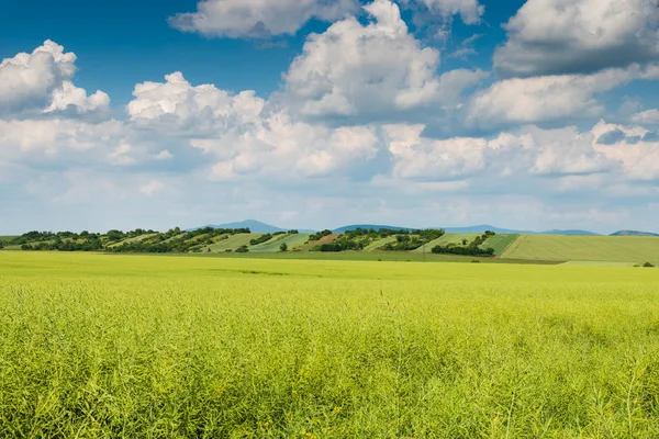 Panoramic View Green Field Blue Sky — Stock Photo, Image