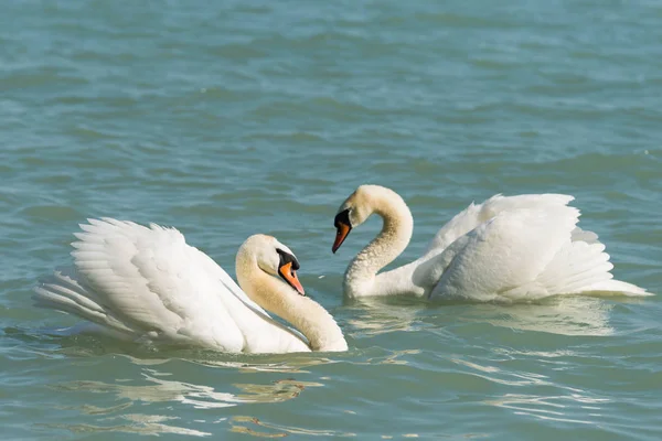 两只白色优雅的天鹅在湖里游泳 — 图库照片