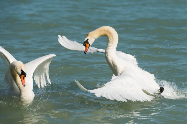 Два Белых Элегантных Лебедя Плавают Озере — стоковое фото