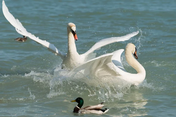 Dos Cisnes Blancos Elegantes Nadando Lago — Foto de Stock