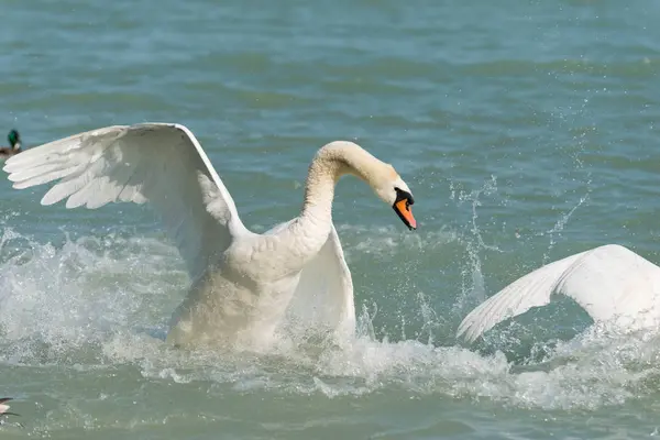 Pohled Bílé Elegantní Labutí Koupání Jezeře — Stock fotografie