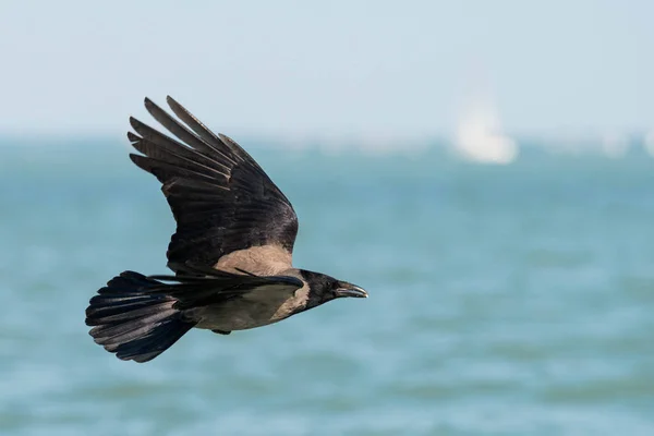 Flying Crow Blurred Marine Background — Stock Photo, Image