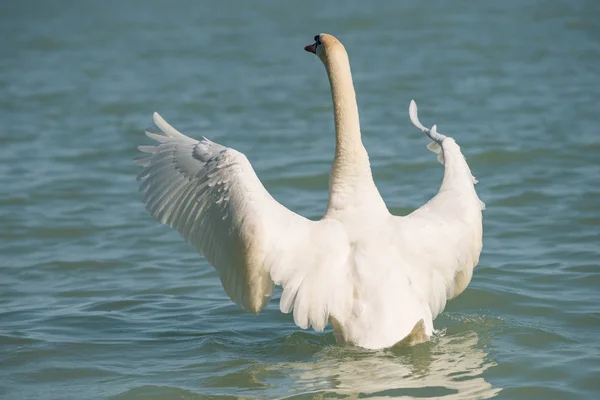 Vista Cisne Elegante Branco Nadando Lago — Fotografia de Stock