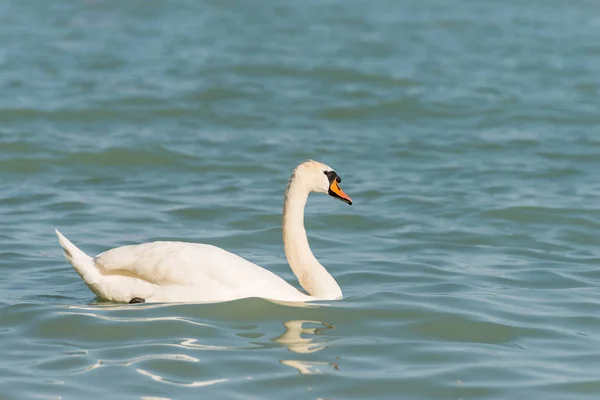 Vista Del Elegante Cisne Blanco Nadando Lago — Foto de Stock