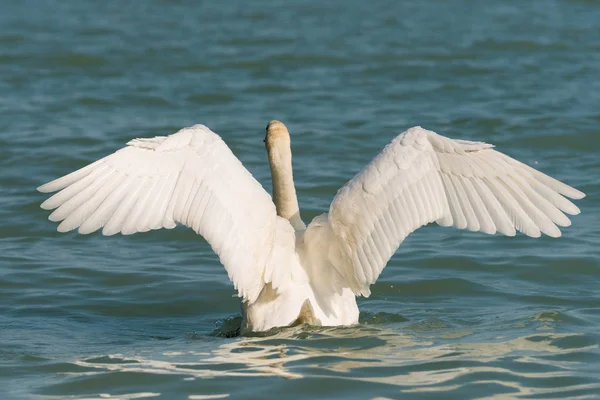 Pohled Bílé Elegantní Labutí Koupání Jezeře — Stock fotografie