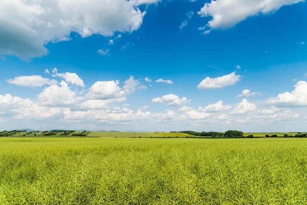 Θέα Πράσινο Πεδίο Κάτω Από Την Μπλε Συννεφιά Κατά Διάρκεια — Φωτογραφία Αρχείου