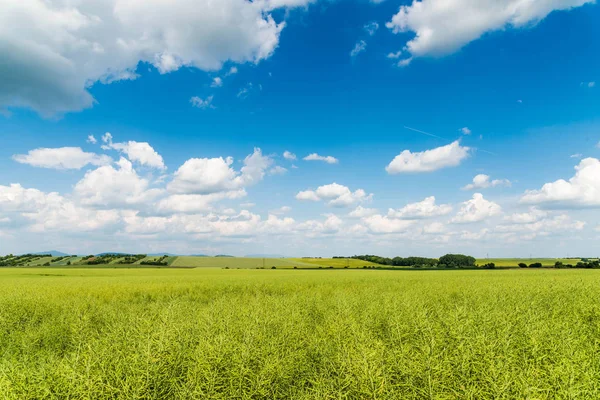 Vista Del Campo Verde Sotto Cielo Nuvoloso Blu Giorno — Foto Stock