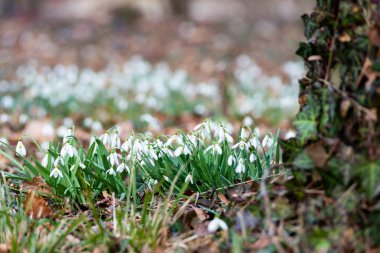 Güzel kardelen arka plan doğa doğal görünümü 