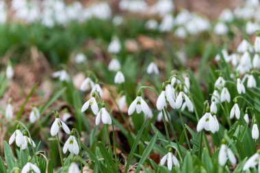 Güzel kardelen arka plan doğa doğal görünümü 