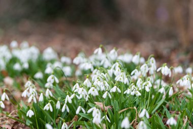 Güzel kardelen arka plan doğa doğal görünümü 