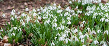 Güzel kardelen arka plan doğa doğal görünümü 