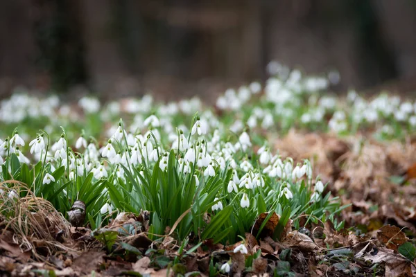 Όμορφη Snowdrops Φόντο Φύση Γραφική Θέα — Φωτογραφία Αρχείου