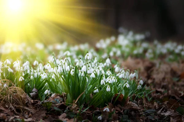 Mooie Sneeuwklokjes Achtergrond Schilderachtig Uitzicht Van Natuur — Stockfoto