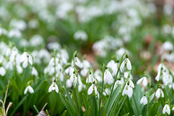 美しい Snowdrops 背景自然風光明媚なビュー — ストック写真