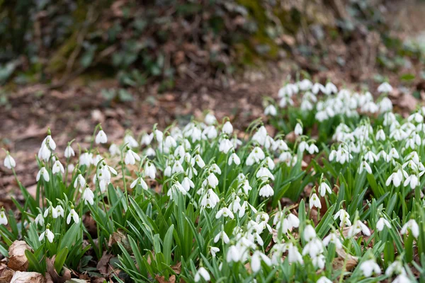 Schöne Schneeglöckchen Hintergrund Natur Malerische Aussicht — Stockfoto