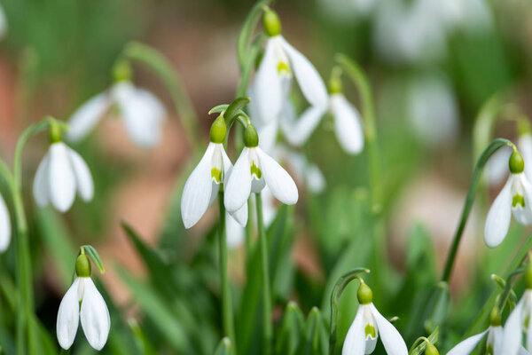 Красивые подснежники фон природа живописный вид
 