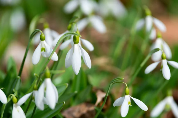 Beautiful Snowdrops Background Nature Scenic View — Stock Photo, Image