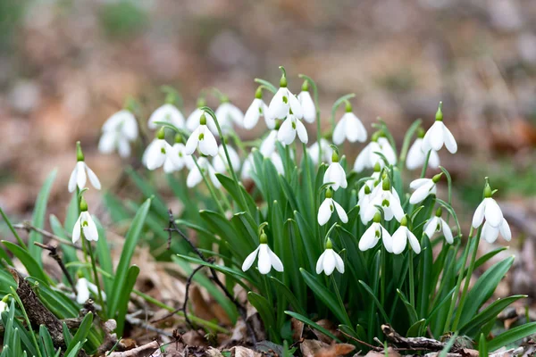 Όμορφη Snowdrops Φόντο Φύση Γραφική Θέα — Φωτογραφία Αρχείου