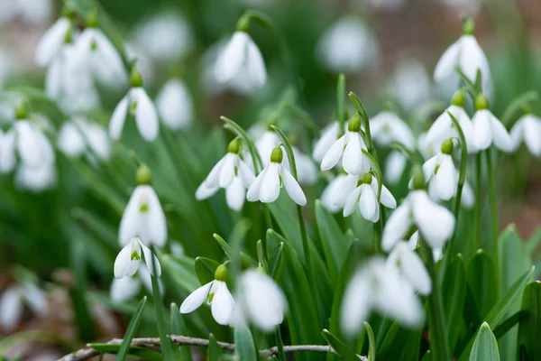 美しい Snowdrops 背景自然風光明媚なビュー — ストック写真