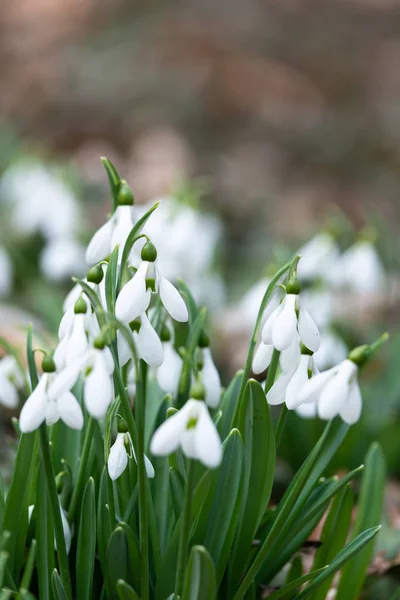 Όμορφη Snowdrops Φόντο Φύση Γραφική Θέα — Φωτογραφία Αρχείου