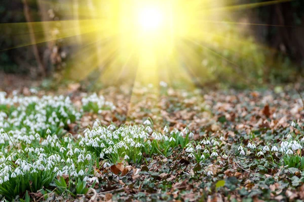 Przebiśniegi Piękne Tło Natura Piękny Widok — Zdjęcie stockowe