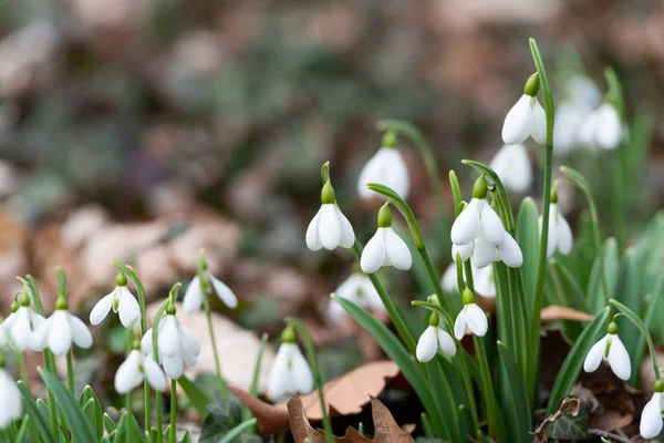 Beautiful Snowdrops Background Nature Scenic View — Stock Photo, Image