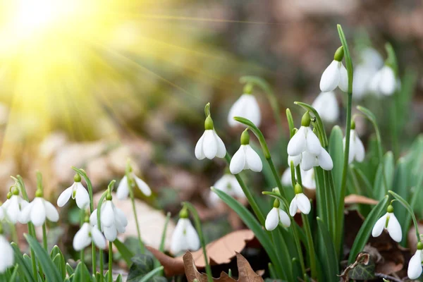 Mooie Sneeuwklokjes Achtergrond Schilderachtig Uitzicht Van Natuur — Stockfoto