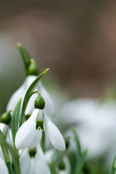 美しい Snowdrops 背景自然風光明媚なビュー — ストック写真