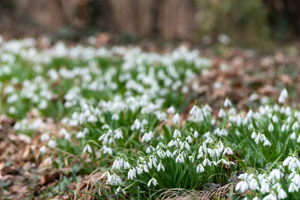 Όμορφη Snowdrops Φόντο Φύση Γραφική Θέα — Φωτογραφία Αρχείου