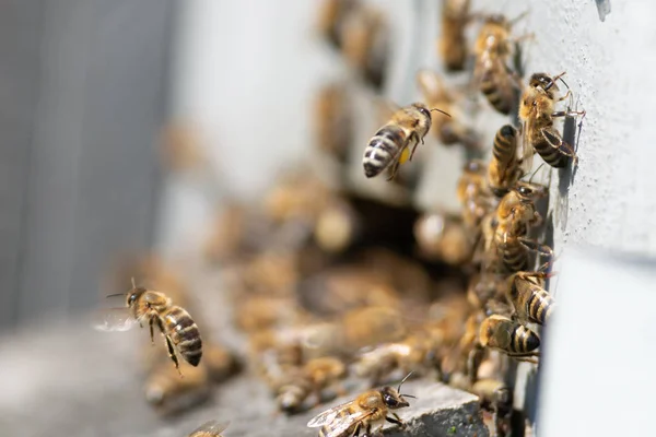 Медова Бджола Крупним Планом — стокове фото