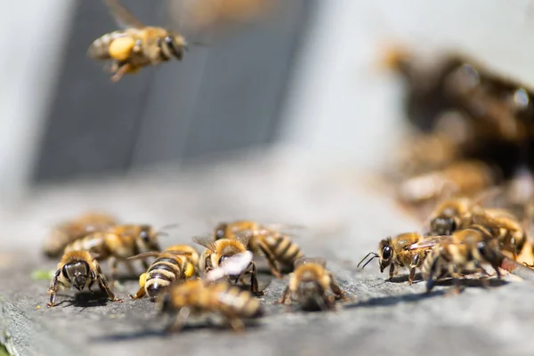 Miel Abeja Cerca — Foto de Stock