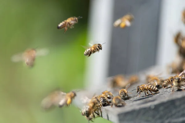 Медова Бджола Крупним Планом — стокове фото