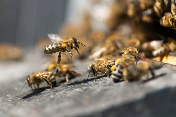 Медовая Пчела — стоковое фото