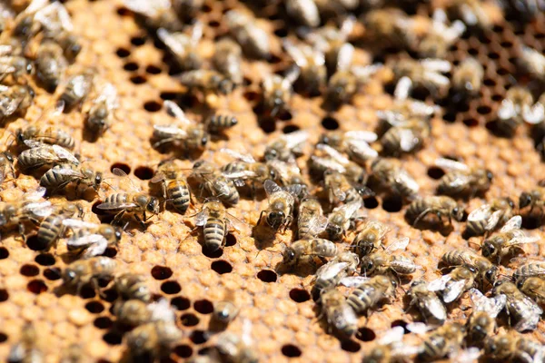Včelí Med Zblízka — Stock fotografie