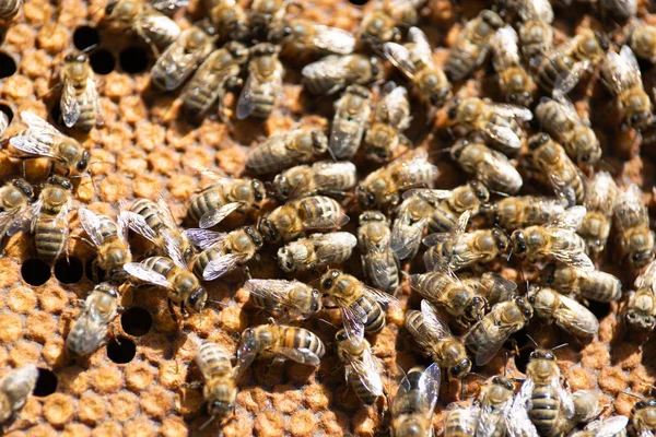 Včelí Med Zblízka — Stock fotografie