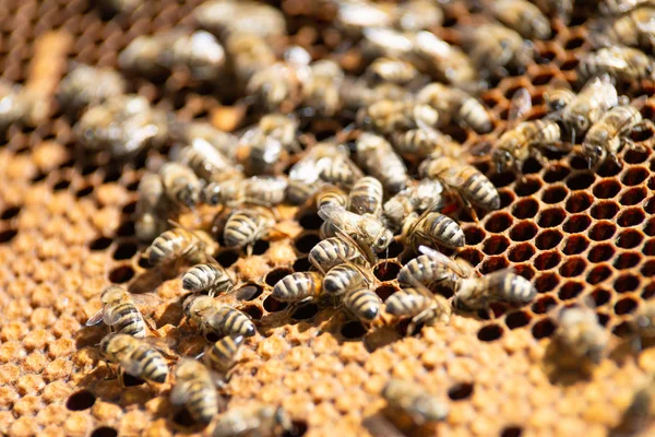 Miel Abeja Cerca —  Fotos de Stock