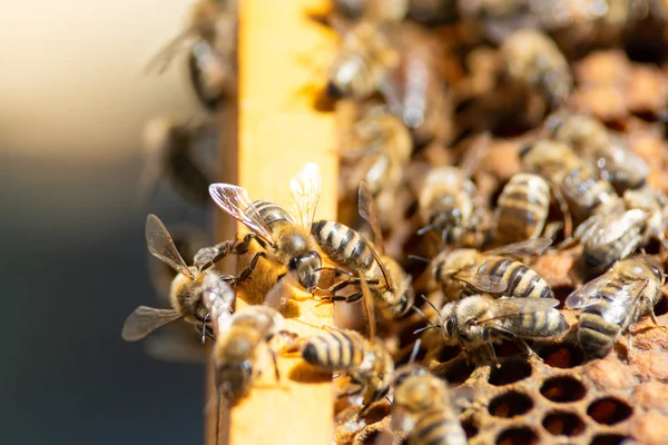 Mézelő Méh Közelről — Stock Fotó