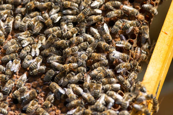 Μέλισσα Μέλι Κοντινό Πλάνο — Φωτογραφία Αρχείου