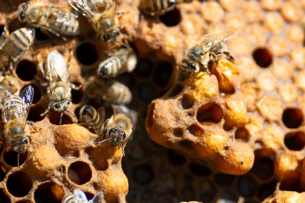 Honey Bee Close — Stok Foto