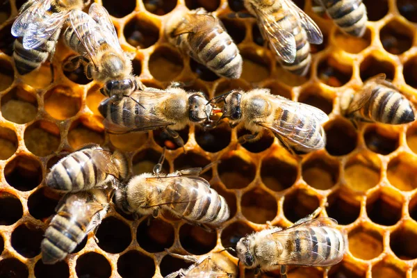 Bal arısı yakın çekim 