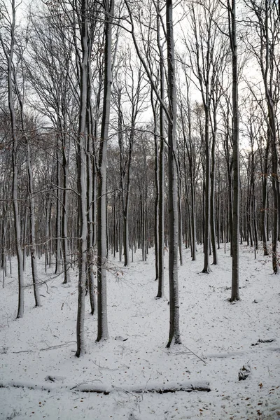 Prachtige Besneeuwde Landschap Natuur Schilderachtig Uitzicht — Stockfoto