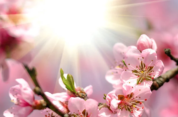 Güzel Şeftali Çiçeği Yakın Çekim — Stok fotoğraf
