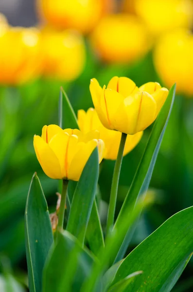 Hermosos Tulipanes Amarillos Cerca —  Fotos de Stock